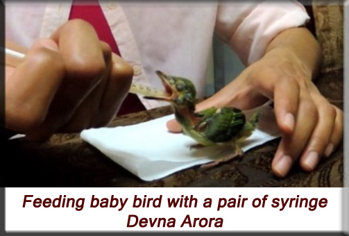 Devna Arora - Feeding the nestling with a syringe
